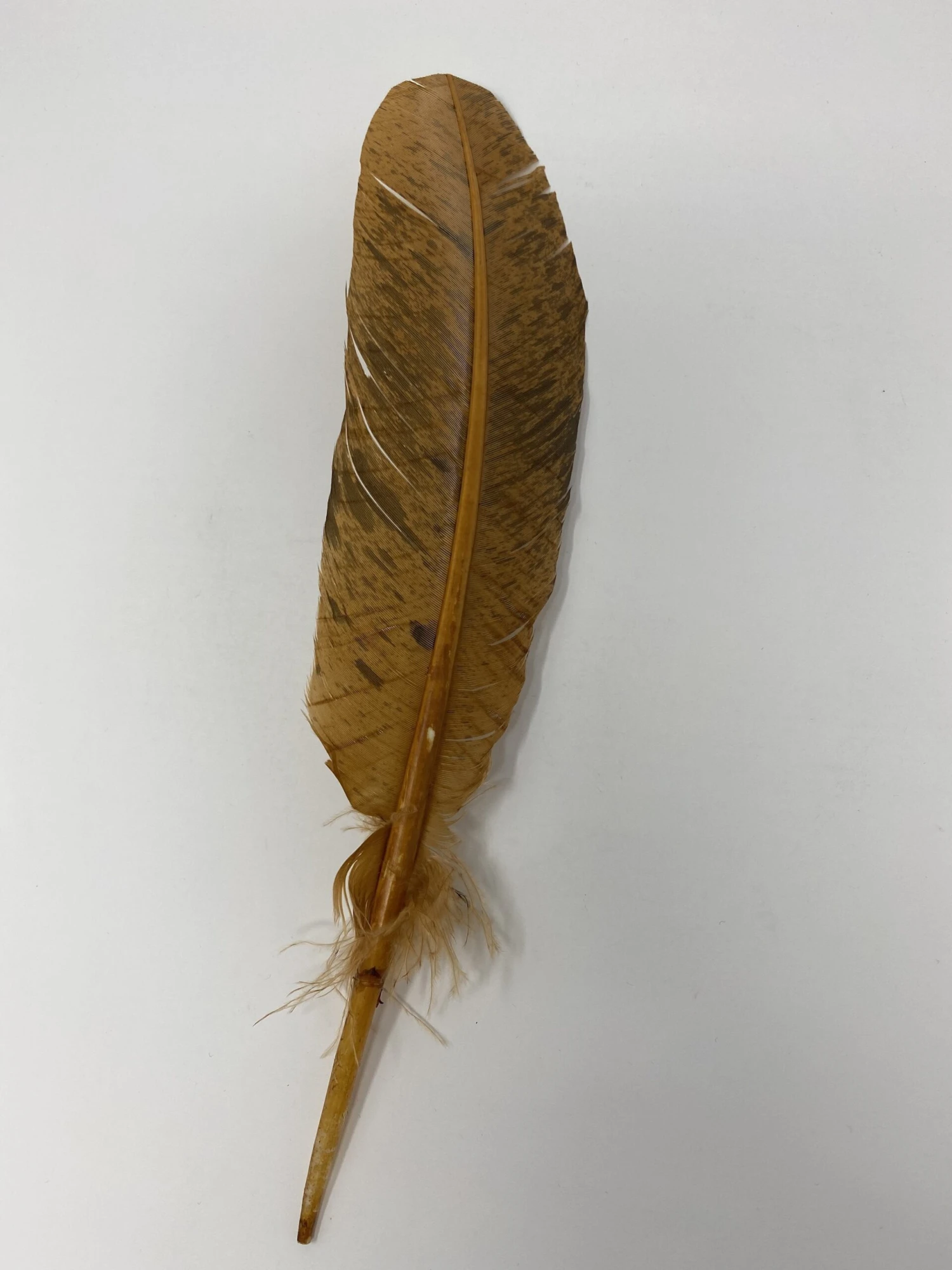 Turkey Feather-Rust Painted