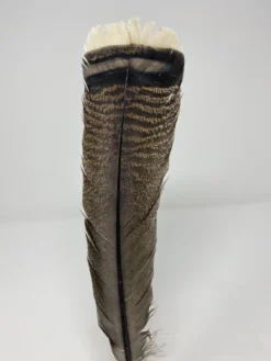 Turkey Jumbo Feather- Original Turkey Fan Feather