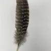 Turkey Jumbo Feather- Original Wing Turkey Feather